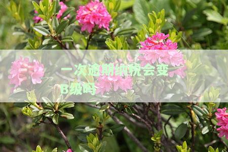 一次逾期申报会扣几分，影响及处理方法