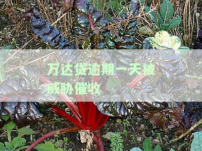 万达贷款逾期一年了回家催收怎么办？