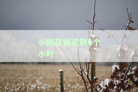 小鹅花钱逾期一个星期的后果及征信影响