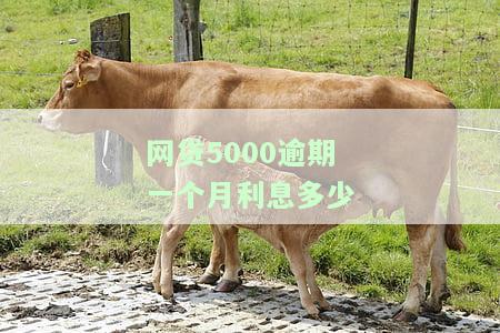 网贷5000逾期一个月利息，问题大不大？