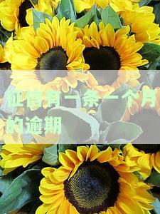 征信有一笔一个月内逾期记录如何消除？