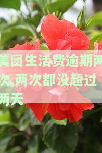 美团生活费逾期两次，两次都没超过两天的影响及可借出情况？