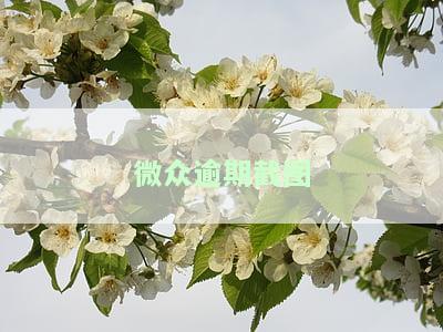 微众2000逾期一天的影响和还款情况