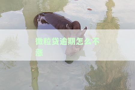 微粒贷逾期后还了款借不出来是显示什么情况