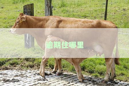 逾期住哪里