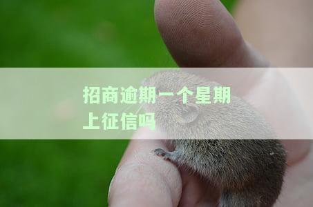 招商逾期一周会上征信吗怎么办？