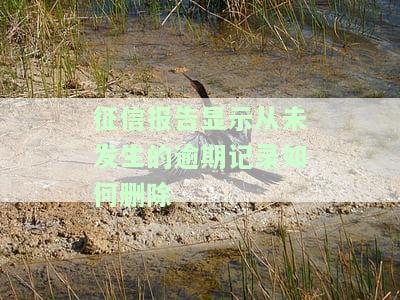 征信报告从未逾期什么意思及其影响