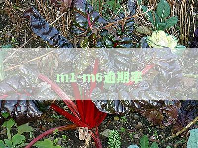 逾期阶m1有什么区别与其他阶的逾期意思