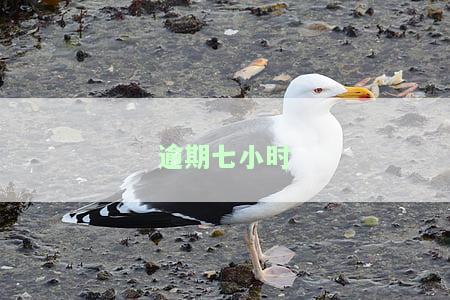 逾期七小时