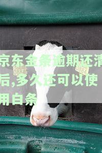 京东金条逾期还完了多久才能继续申请借款、信用卡和期申请？