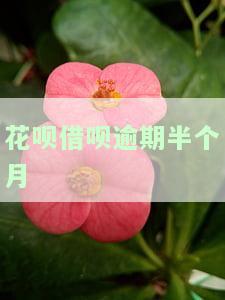 花呗借呗逾期半个月说是上门催收怎么办