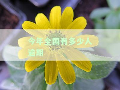 目前全国逾期人数及未来展望