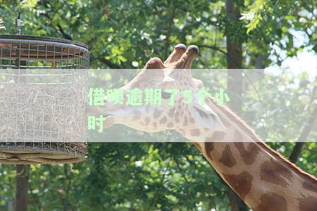 借呗逾期了5个小时怎么办，后果及处理方式