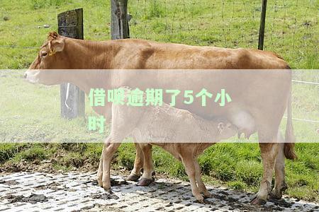 借呗逾期6个小时会影响征信吗？怎样处理？