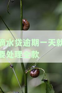 滴水贷逾期一天就要处理全款了吗，安全吗？如何处理逾期影响？