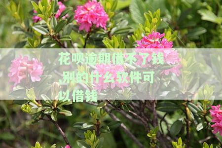 花呗逾期还有哪些网贷口子可以下款？求大神指导