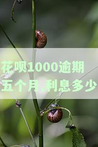 花呗欠1000逾期四个月会不会上法庭
