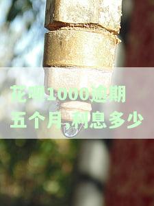 花呗1000逾期五个月,利息多少