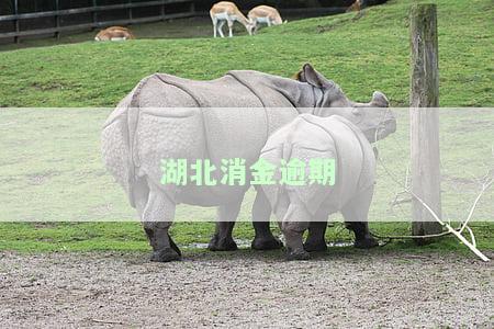 湖北消金逾期几天打电话催收催款给家里人上征信