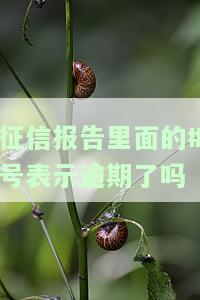 征信报告里面N和C的意思是什么