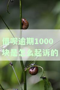 借呗逾期1000块是怎么起诉的