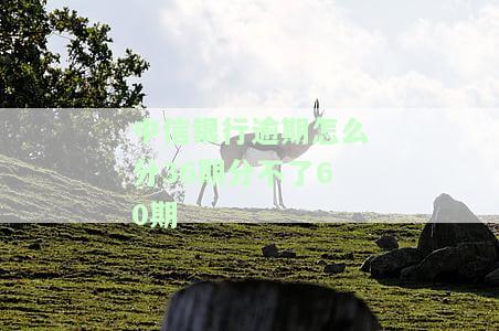 中信银行有分期36期吗？还款方式、利息多少？