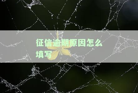 征信逾期证明原因怎么写及模板