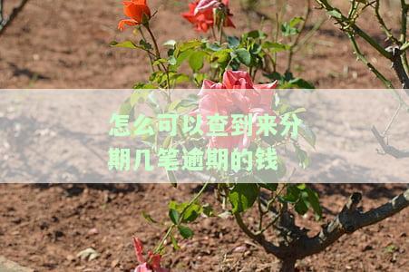 来分期怎么查一共欠多少钱，查询总借款