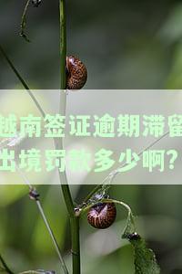 越南签证逾期滞留出境罚款多少啊及处理方式