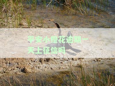 平安小橙花逾期会爆通讯录吗，逾期多久上征信，一天就催收，贷款不还会怎样？