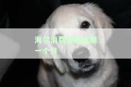 海尔消费金融逾期一个月会会爆通讯录吗？如何处理？