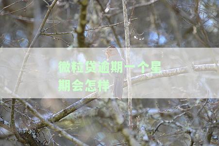 微粒贷逾期一周没什么大事吧，逾期一星期了怎么办，后果及还款后是否可借