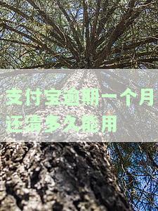 支付宝逾期一个月还清多久能用信用卡还款及付款？