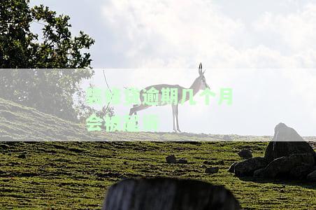 装修贷逾期几个月会被起诉嘛，怎么办？