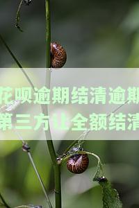 本人花呗存在逾期，请结清后再来申请，欠款逾期结清后恢复使用资格