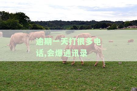 逾期天天打电话,后来不打了怎么办