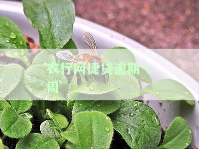农行网捷贷逾期一周怎么办理及对信用卡影响
