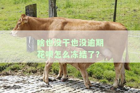 我花呗没有逾期,被冻结了是什么情况？