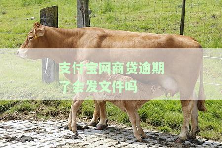 支付宝网商贷逾期会上报征信吗