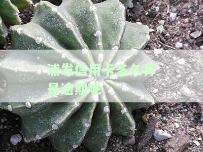 浦发卡几天期还款的最佳方式
