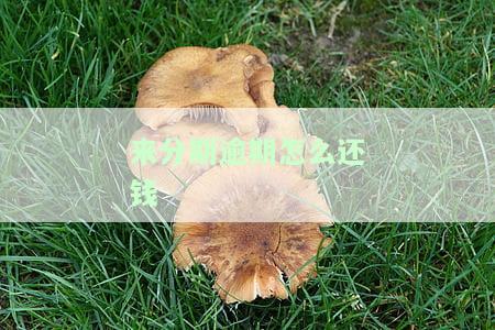 来分期怎么找不到了，钱在哪里还款？