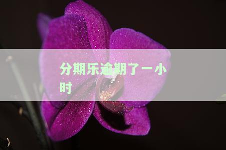 分期乐逾期一小时主动还款，代扣的钱还能退回来吗？