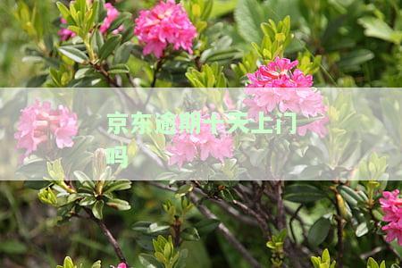 京东逾期30多天,说要还完,要不然上门催收及相关问题解答