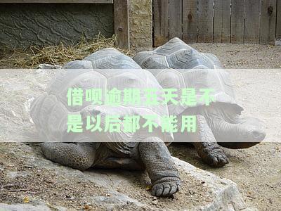 借呗逾期5天影响贷款吗及如何处理？