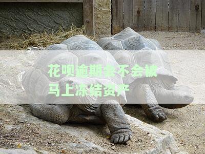 花呗逾期会不会被马上冻结资产账户，银行卡会被冻结吗？