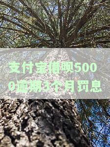 支付宝借呗5万逾期三个月会上门吗？