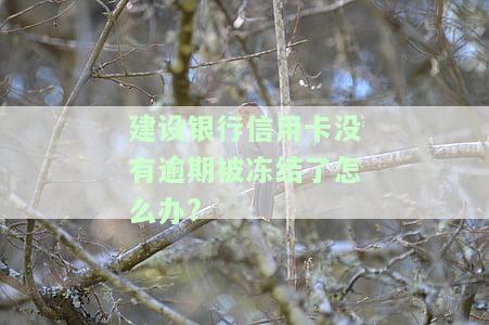 建设银行的信用卡被冻结怎么办？