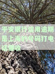平安银行信用逾期催收电话为何上海地区的真实情况？