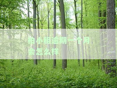 拍小租逾期会上征信吗？被骗去哪里举报？强制解约办法及逾期费用详情