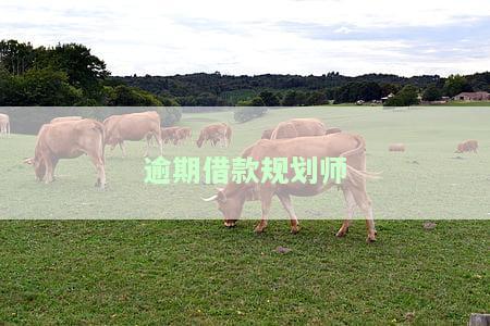 逾期借款规划师